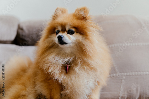 Photography retrato de perro cachorro