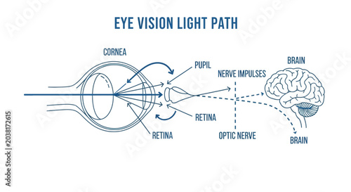 Konstfotografi Human Eye Vision Light Path Diagram.