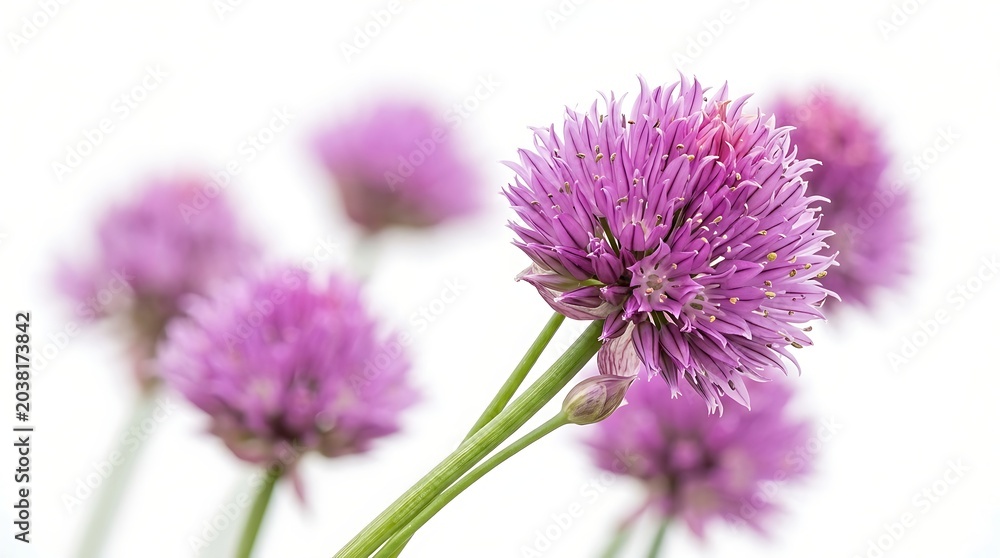 Fototapeta premium Beautiful Purple Flower Blooms Close Up Natural Photography