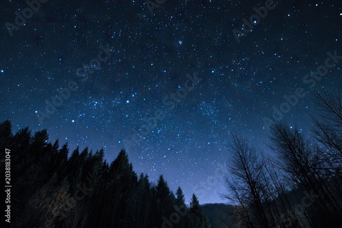 Forest silhouette framing a brilliant night sky, stars abound