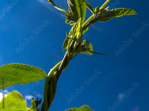 Schilderij op canvas Morning Glory (Ipomoea sp
