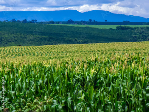 Konstfotografi A wide shot of a vibrant, healthy corn plantation under a cloudy sky in the Brazilian countryside