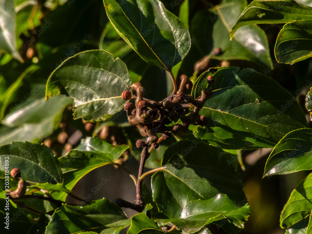 Fototapeta premium A detailed view of the Hovenia dulcis, commonly known as the Japanese Raisin Tree, showcasing its unique swollen peduncles against a backdrop of vibrant green leaves and a bright blue sky.