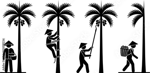 Coconut harvest process set of stick figure icons showing traditional farming methods including tree climbing gathering fruit using poles and carrying heavy baskets.