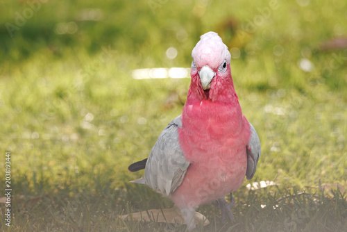 Photos portrait of one-eyed male Galah cockatoo, Western Australia