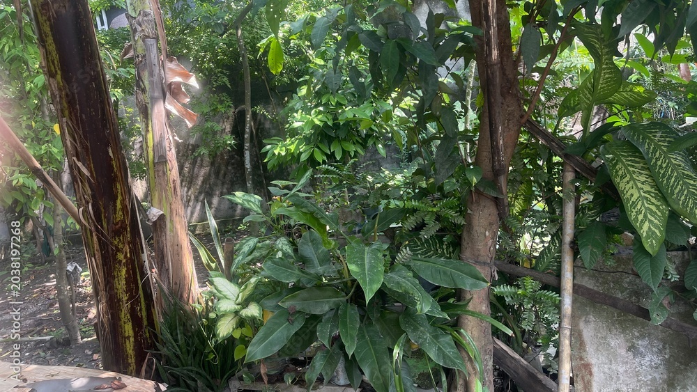 Fototapeta premium rain in the jungle