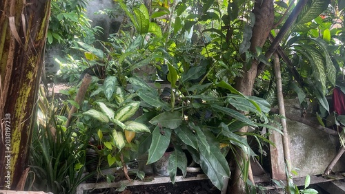 tropical jungle in thailand