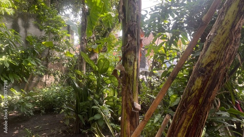 tropical rain forest