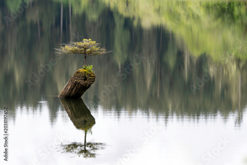 Photos Fairy Lake Bonsai tree growing on a submerged log with a perfect mirror reflection in a calm lake