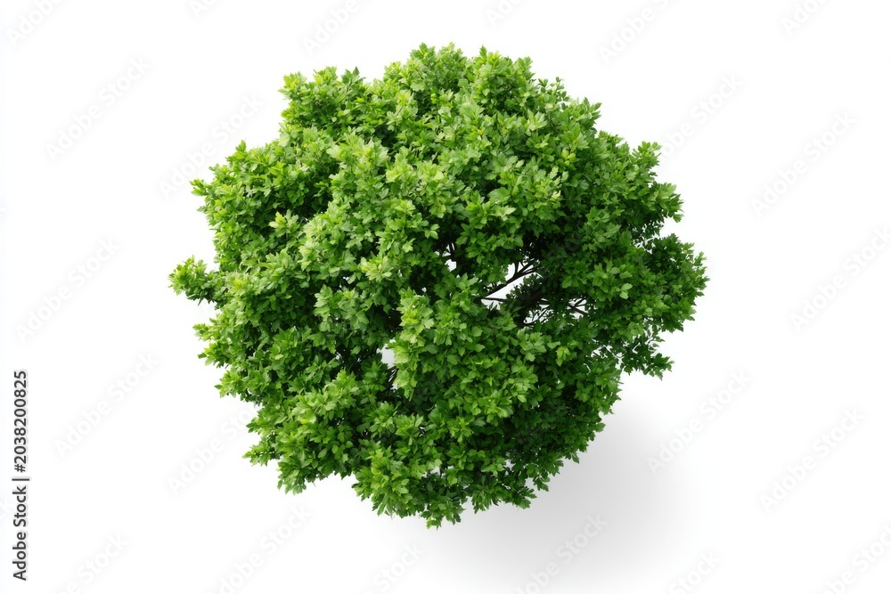 Fototapeta premium A vibrant green tree viewed from above against a white background, showcasing dense foliage and a rounded canopy.