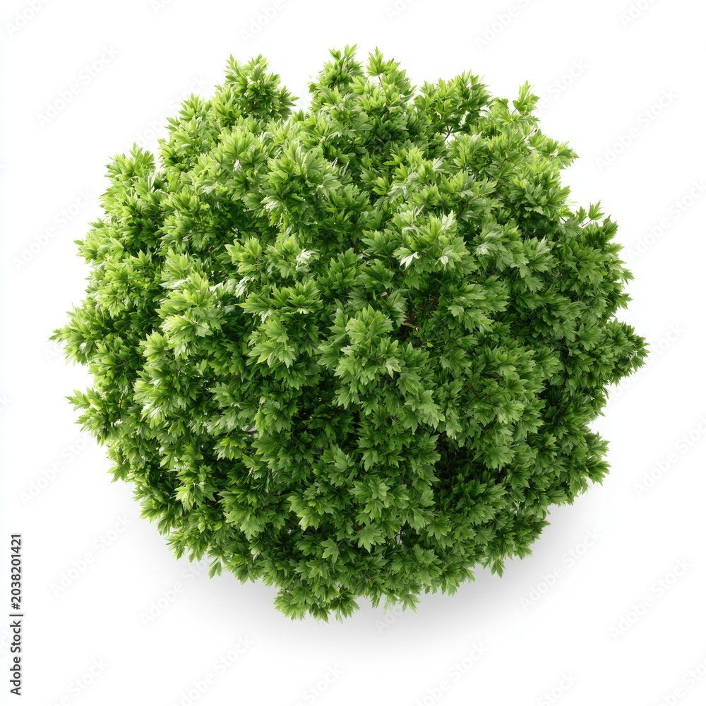 Obraz premium A top-down view of a dense, round green bush with vibrant leaves isolated on a white background.