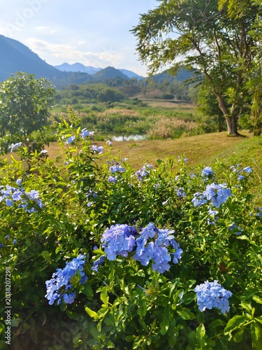 Photos Beautiful blue plumbago flowers blooming with mountain and valley background