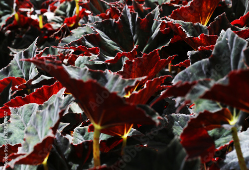 Schilderij op canvas Begonia, especially the variety popularly known in Thailand as Red Dragon Begonia, or a hybrid in the Begonia Rex group
