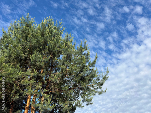 Lush pine tree against sky.