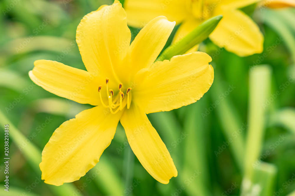 Obraz premium A daylily, day lily or ditch-lily is a flowering plant in the genus Hemerocallis, a member of the family Asphodelaceae, subfamily Hemerocallidoideae. San Gabriel, Los Angeles County, California.