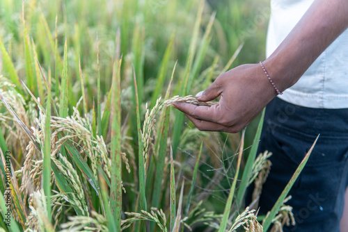Φωτογραφία Close up of an asian man hand gently holding and checking ripe yellow rice stalks in a rural paddy field