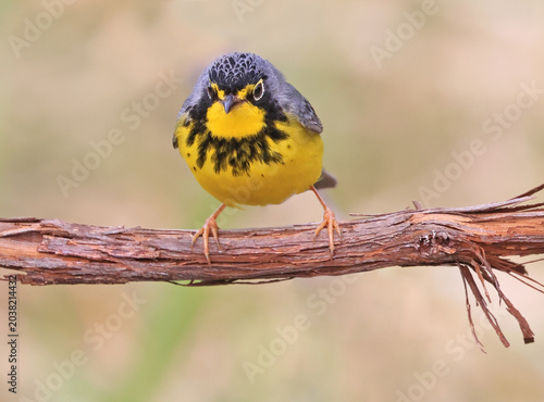 Canada Warbler perched on a branch in the forest