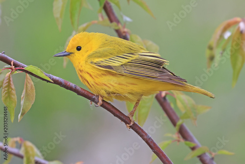 Yellow Warbler perched on a tree branch with green background, Quebec