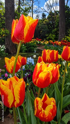 Vibrant Orange Tulips in Blooming Garden.