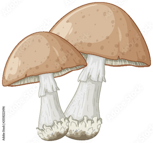 Obraz na plátně Detailed Vector Illustration of Two Brown Wild Mushrooms on White Background
