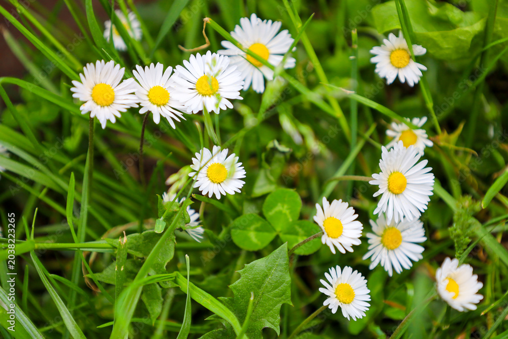 Fototapeta premium Small forest daisies with thin white petals and bright yellow centers bloom abundantly among lush green grass.