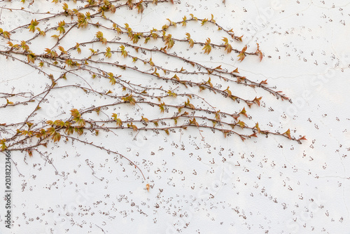 Konstfotografi Vines climb all over the wall
