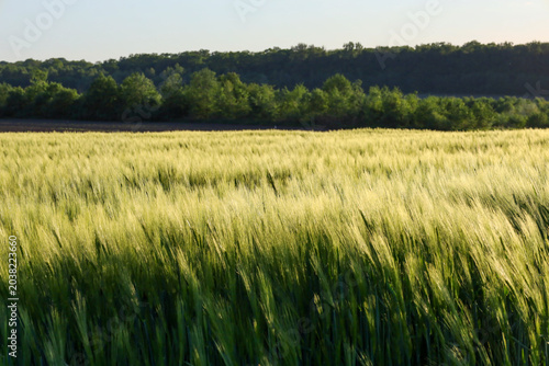 Foto An endless green field of young wheat gently sways in a light breeze under the warm evening sun