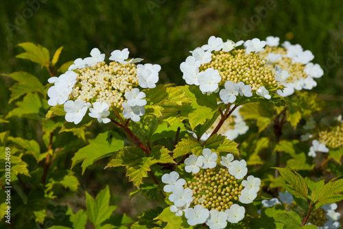 Quadro su tela Lush white inflorescences of wayfaring tree bloom on a bush among bright green leaves on a sunny day