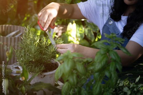 Foto An elderly woman hobbies harvesting herbs in sunlit garden with scissors tenderl