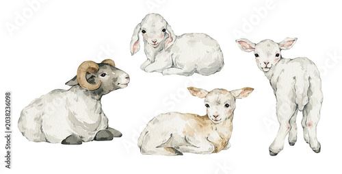 Watercolor cute sheeps, lambs, farm animals