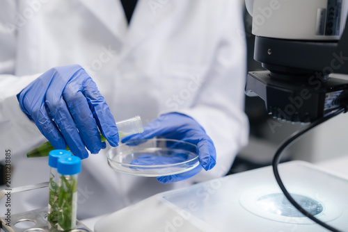 Фотография Conducting preparation of green biological samples into a petri dish at a laboratory workstation