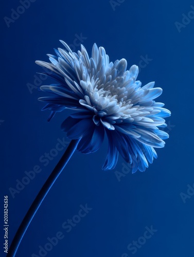Blue Flower with Delicate Petals on Dark Background