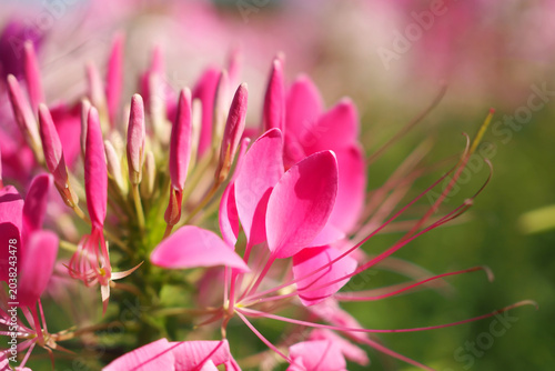 Close up of beautiful pink spider flower or Cleome hassleriana blooming in the garden.
