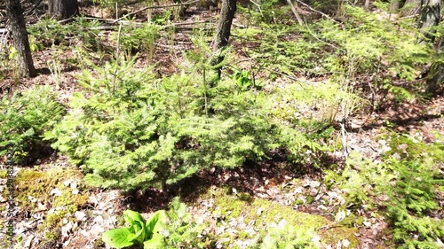 A high-angle shot showing young spruce saplings growing on a mossy forest floor in early spring, surrounded by dead leaves, ferns, and scattered deciduous trees.