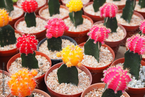 Colorful gymnocalycium mihanovichii or moon cactus grafted in small pots at a plant nursery.