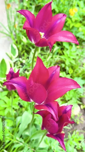 Pink flowers background. Beautiful pink flowers sway slowly in the wind in slow motion.