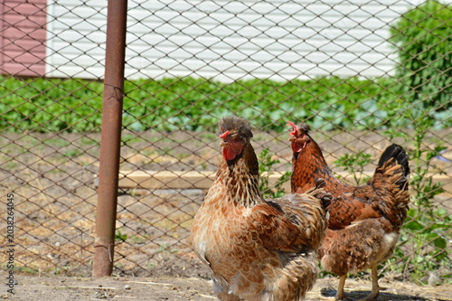 Photos Two brown crested free-range chickens walking in a rustic farm yard