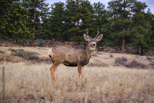 Foto Forest Mule Deer in Rocky Mountain National Park, Colorado, USA