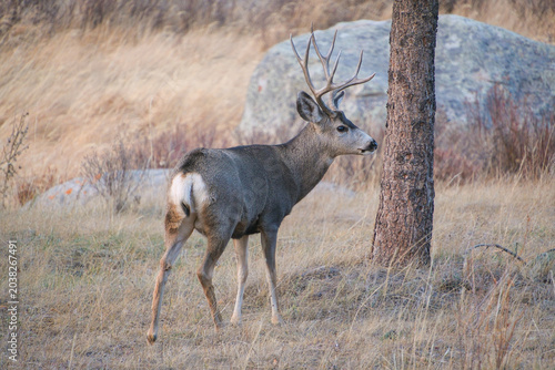 Forest Elk in Rocky Mountain National Park, Colorado, USA