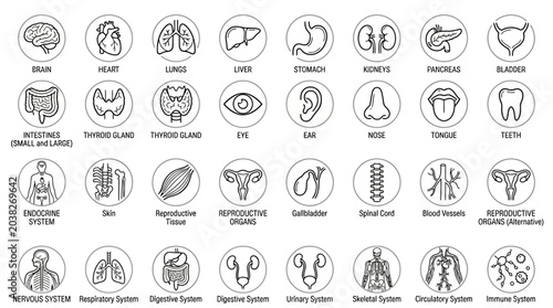 Photos Human organs line icon set, medical symbols