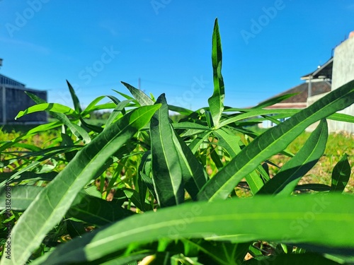 Green plants with long leaves under a clear blue sky on a sunny day in a residential area with houses