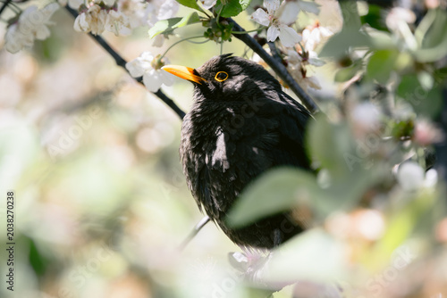 Obraz na płótnie Blackbird male on a branch of blooming cherry tree, close up
