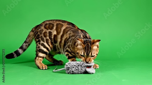 Playful Bengal Cat Interacts with Toy Mouse on Green Screen.