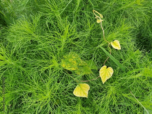 Quadro em tela Green feathery foliage with yellow heartshaped leaves, slender stems in wild plant life