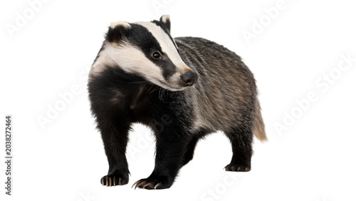 Foto Wild European badger omnivore mammal forest wildlife animal on transparent backg