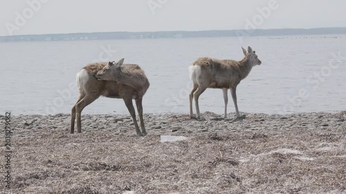 野付半島の野生のエゾシカ