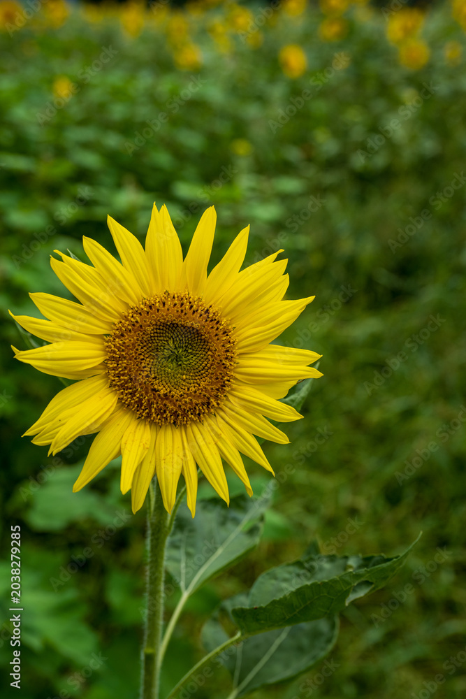 Obraz premium Beautiful yellow sunflower blooming with blurred green field background.