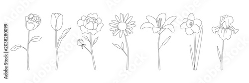 Fotografie Minimalist line art flowers including rose, tulip, peony, daisy, lily, daffodil,
