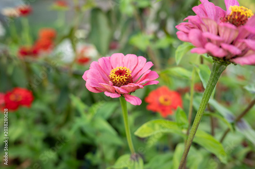 Vibrant pink zinnia bloom with red flowers in lush garden setting
