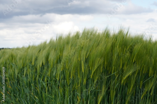 Canvas-taulu Wheat field swaying in the wind with clouds overhead during early afternoon in a